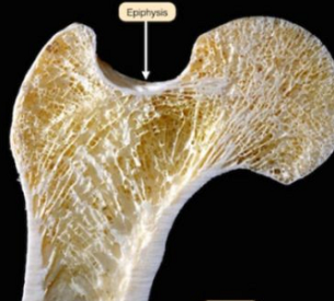 51漫画网官网免费仪有哪些知名品牌沟通防治骨质疏松=补钙？